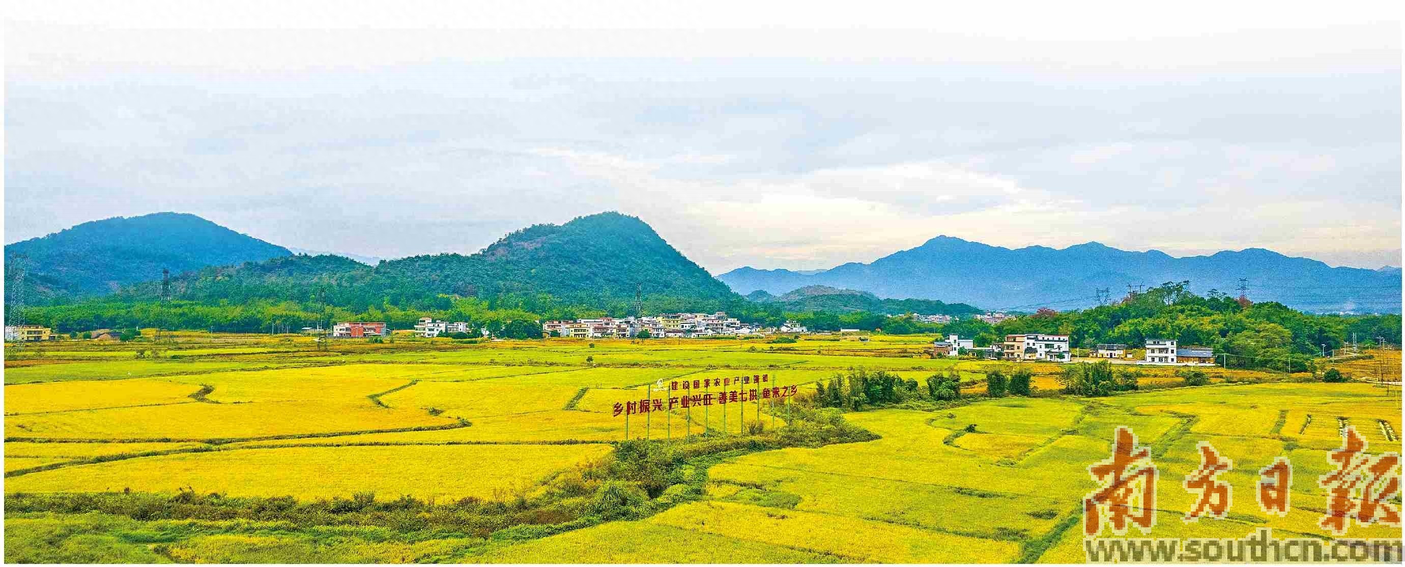 稳面积增单产 让粮田变良田