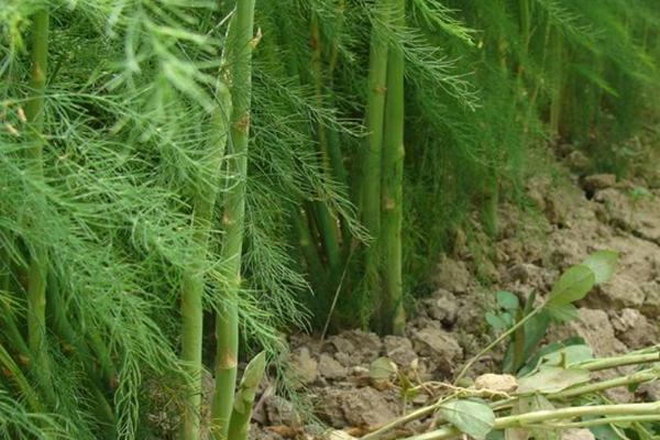 大白菜根腐病的防治方法，与非十字花科蔬菜轮作可减轻病害