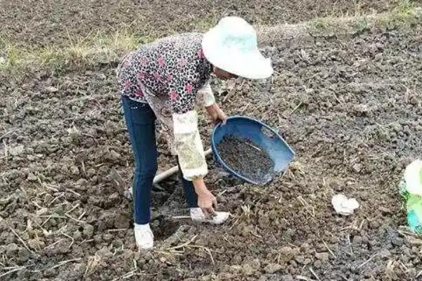 大白菜根腐病的防治方法，与非十字花科蔬菜轮作可减轻病害