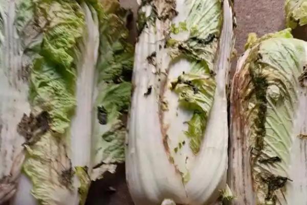 大白菜根腐病的防治方法，与非十字花科蔬菜轮作可减轻病害