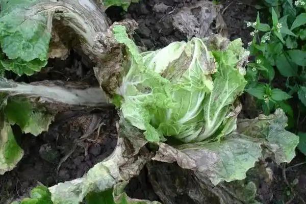 大白菜根腐病的防治方法，与非十字花科蔬菜轮作可减轻病害