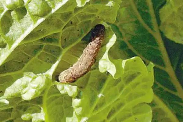 大白菜根腐病的防治方法，与非十字花科蔬菜轮作可减轻病害