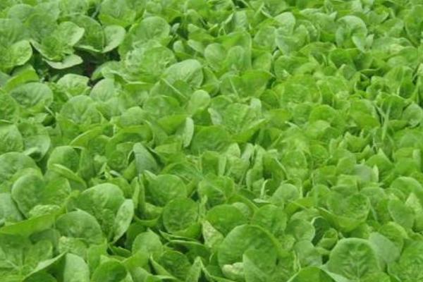 大白菜苗期病害与防治，常见病害有霜霉病、软腐病、黑斑病