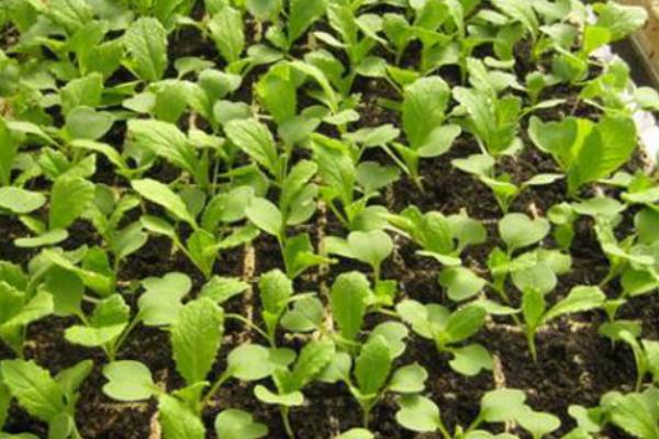 大白菜苗期病害与防治，常见病害有霜霉病、软腐病、黑斑病