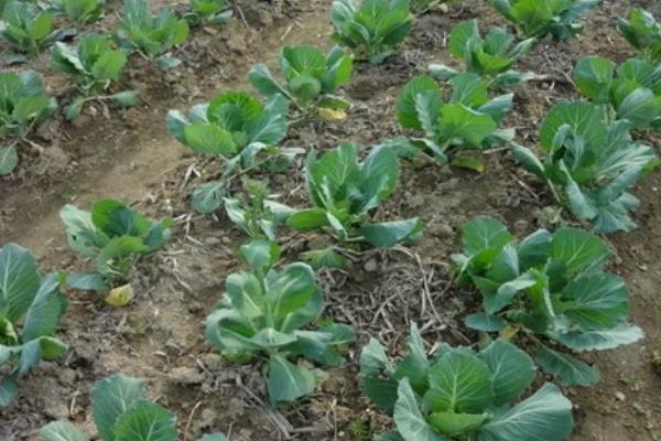 大白菜苗期病害与防治，常见病害有霜霉病、软腐病、黑斑病