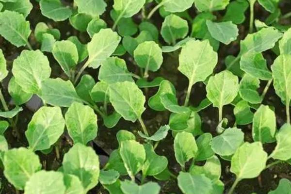 大白菜苗期病害与防治，常见病害有霜霉病、软腐病、黑斑病