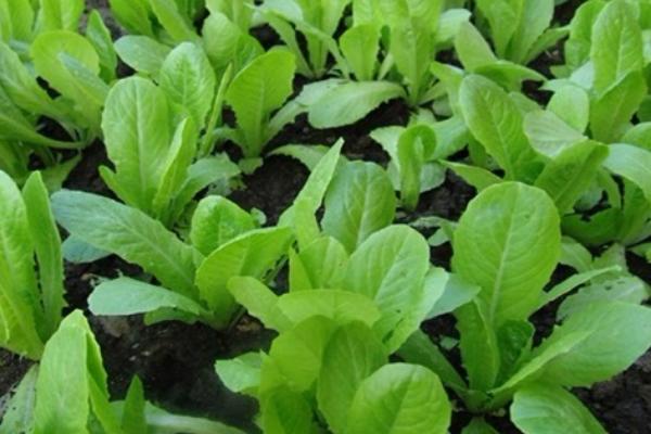 大白菜苗期病害与防治，常见病害有霜霉病、软腐病、黑斑病