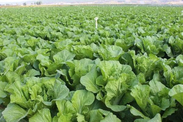 大白菜苗期病害与防治，常见病害有霜霉病、软腐病、黑斑病