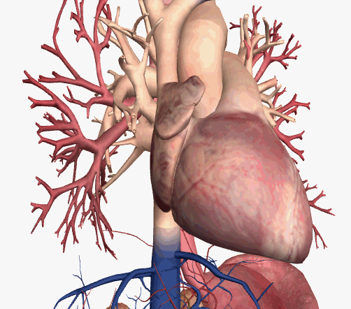 心脏解剖笔记：右房右室篇