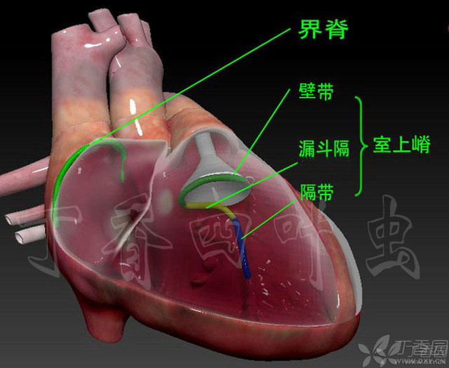 虫哥b站_虫哥说图系列5_虫哥现身