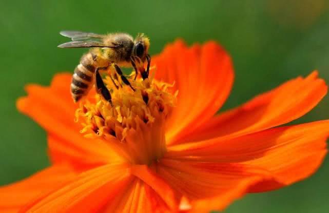 盘点最先掌握“纳米技术”的动物与植物！