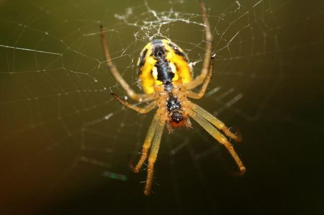 盘点最先掌握“纳米技术”的动物与植物！