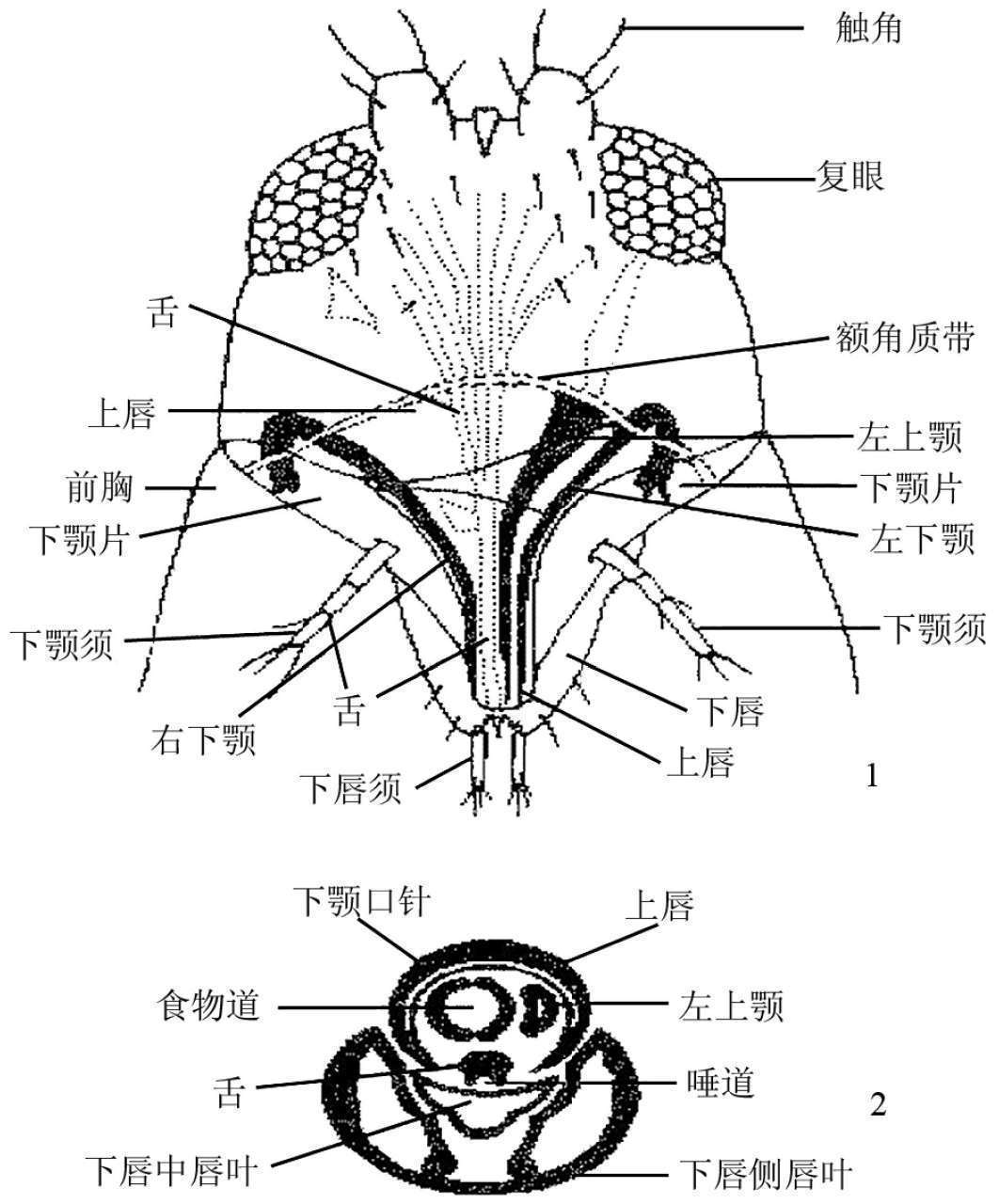 昆虫体壁结构_蝗虫的外部形态图_昆虫体躯构造