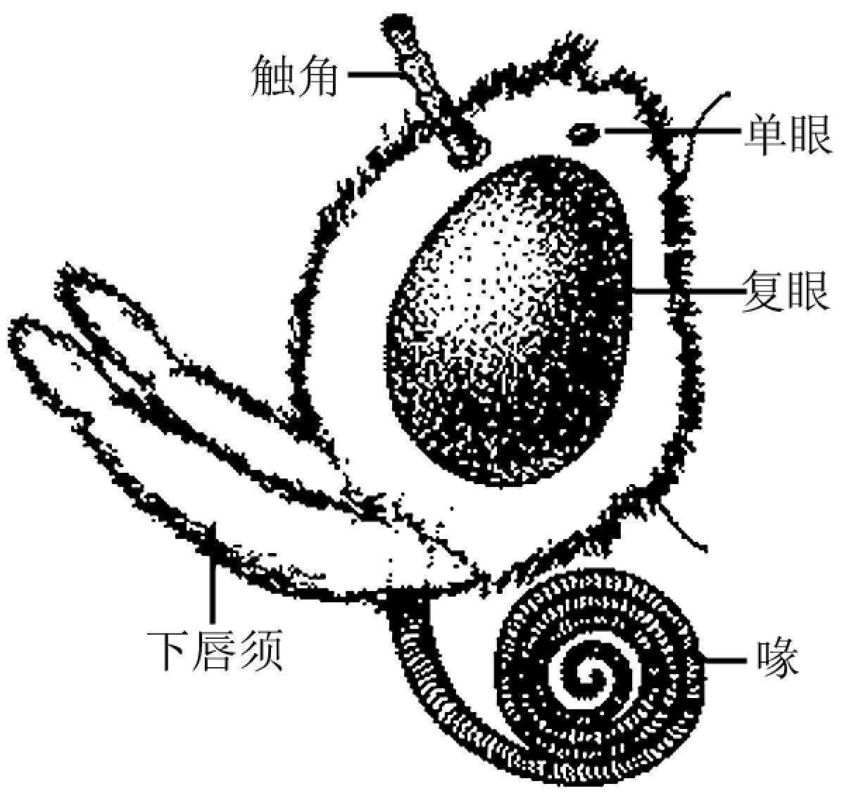 昆虫体壁结构_蝗虫的外部形态图_昆虫体躯构造