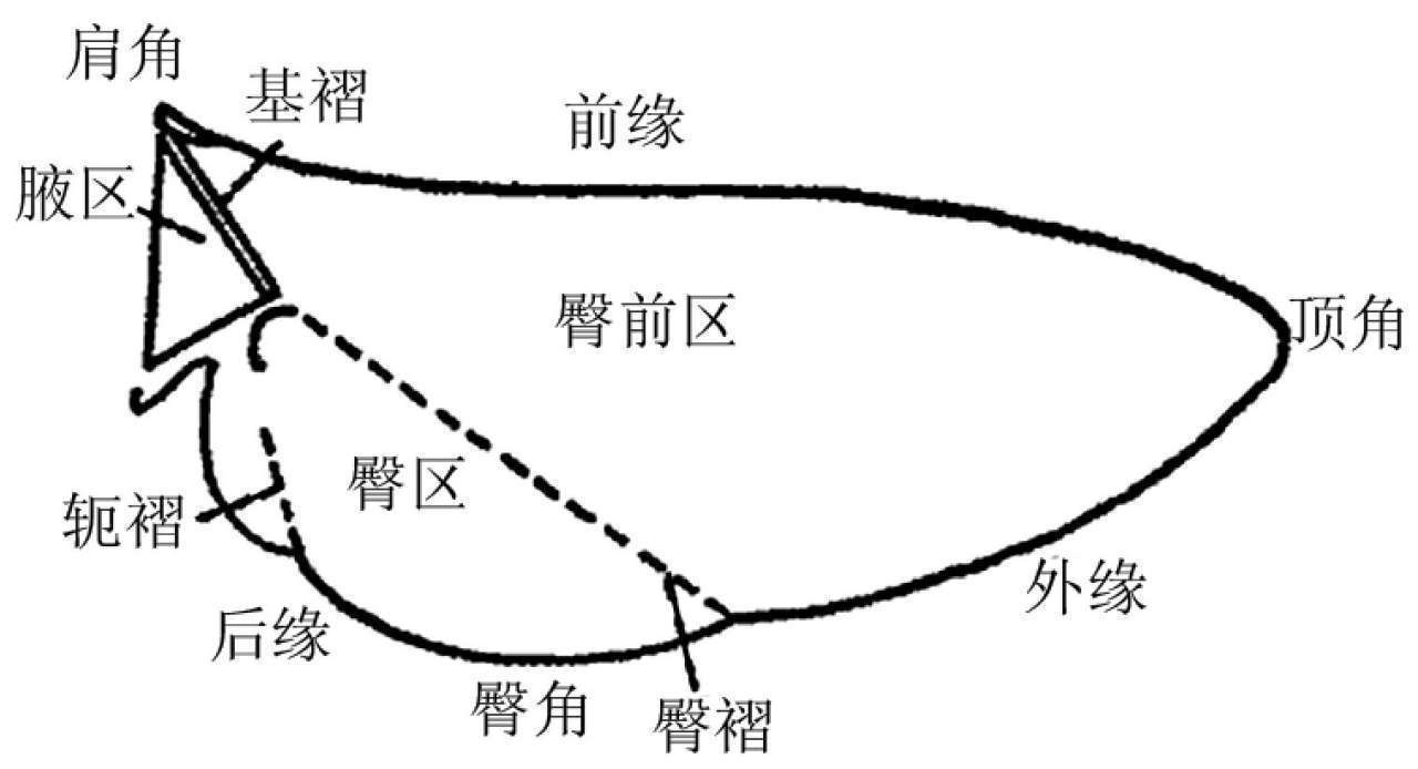 蝗虫的外部形态图_昆虫体躯构造_昆虫体壁结构