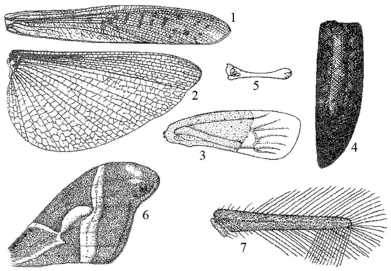 昆虫体躯构造_蝗虫的外部形态图_昆虫体壁结构