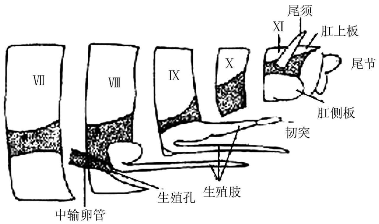 昆虫体躯构造_蝗虫的外部形态图_昆虫体壁结构