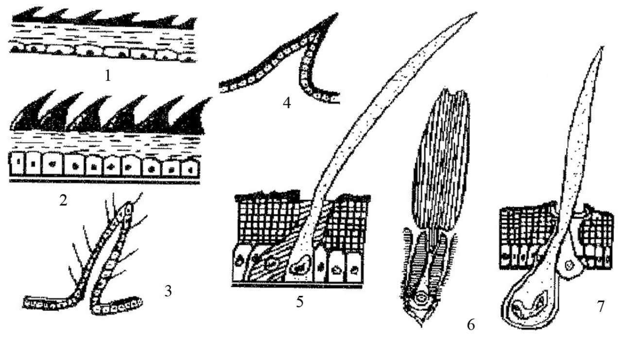昆虫体壁结构_蝗虫的外部形态图_昆虫体躯构造