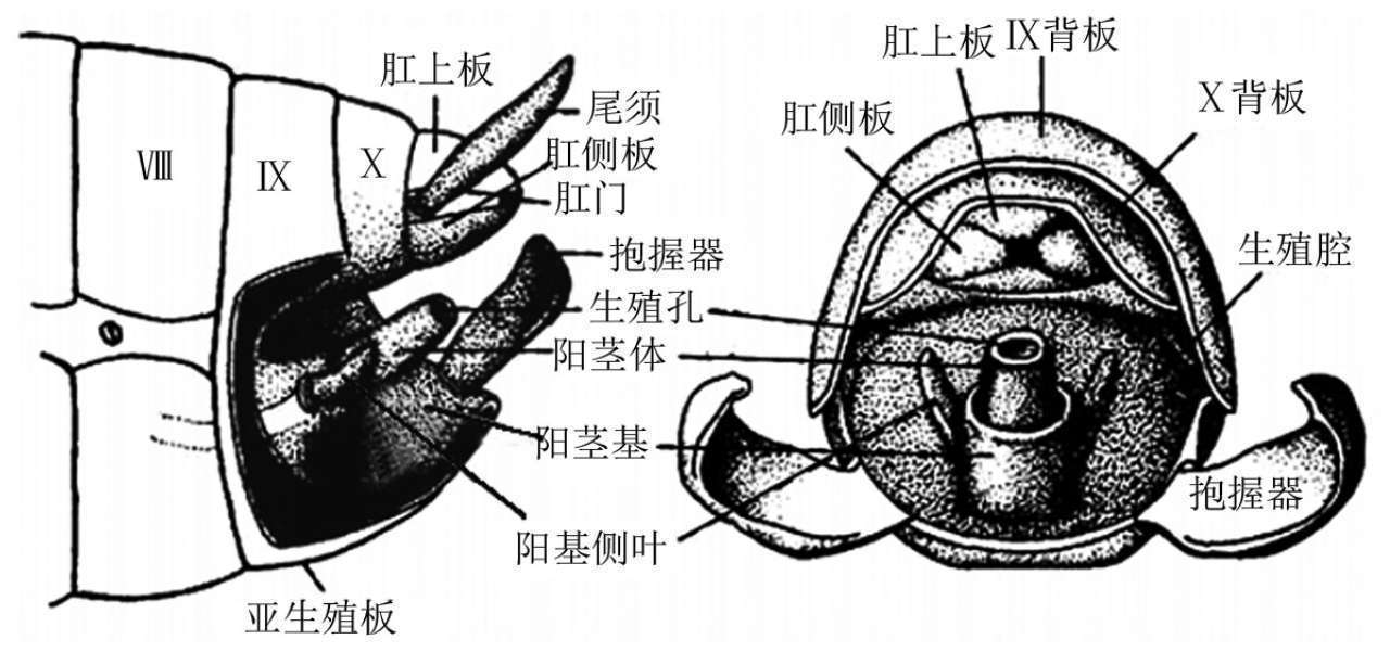 昆虫体壁结构_蝗虫的外部形态图_昆虫体躯构造