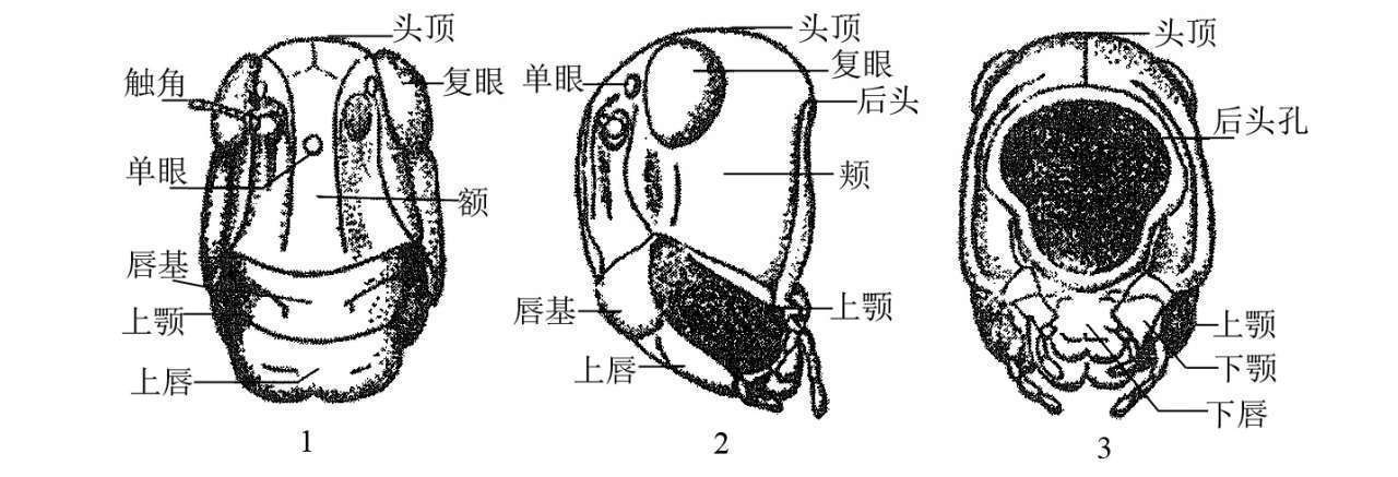 昆虫体躯构造_昆虫体壁结构_蝗虫的外部形态图