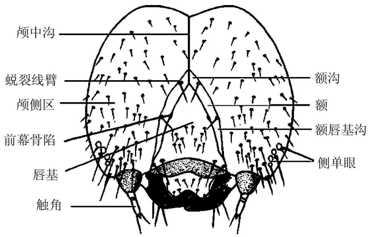 昆虫体壁结构_蝗虫的外部形态图_昆虫体躯构造