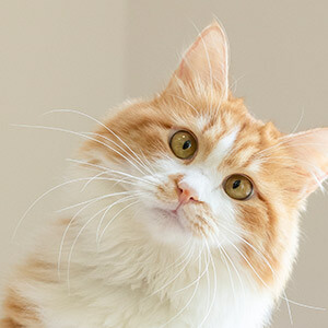 客户往来明细对账单模板_律师解答对账单效力_客户往来对账单表格