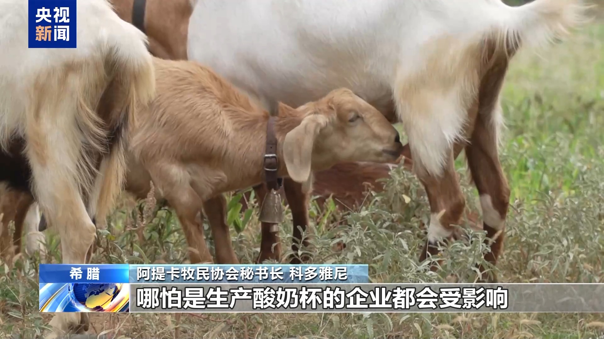 希腊羊痘扑杀数量_人感染羊痘病毒的治疗_希腊羊痘疫情数据