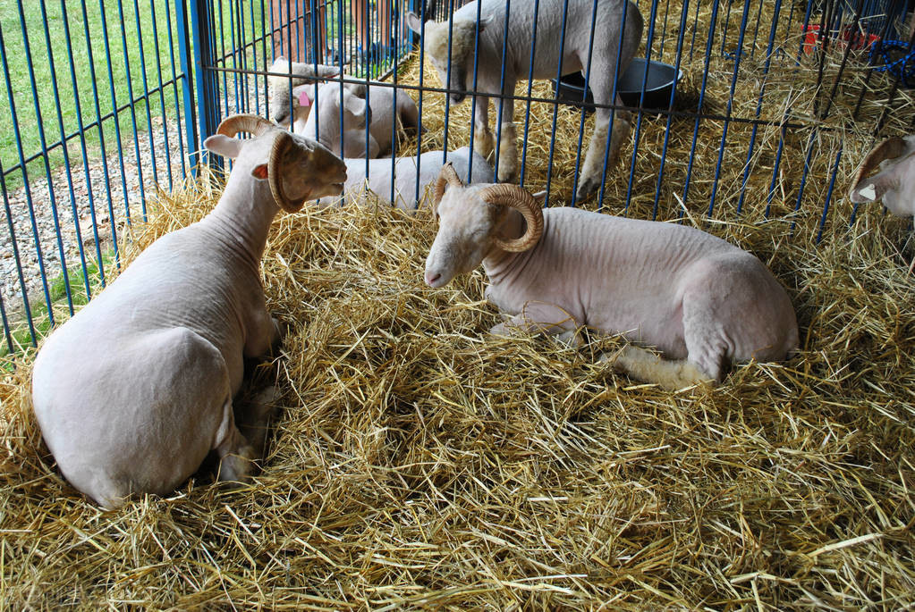 羊口疮病诊疗方法_羊传染性脓包病症状_人感染羊痘病毒的治疗