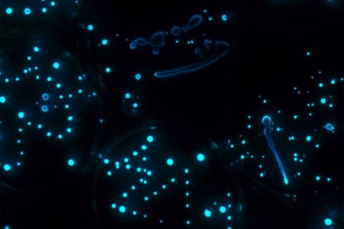 发光动物种类_生物发光现象_真实单个萤火虫图