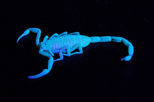 发光动物种类_真实单个萤火虫图_生物发光现象