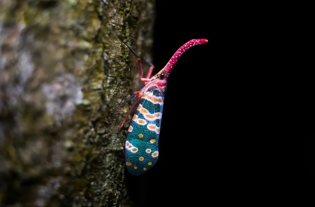 昆虫族有哪些强力卡组_昆虫族坏兽有几只_昆虫大家族