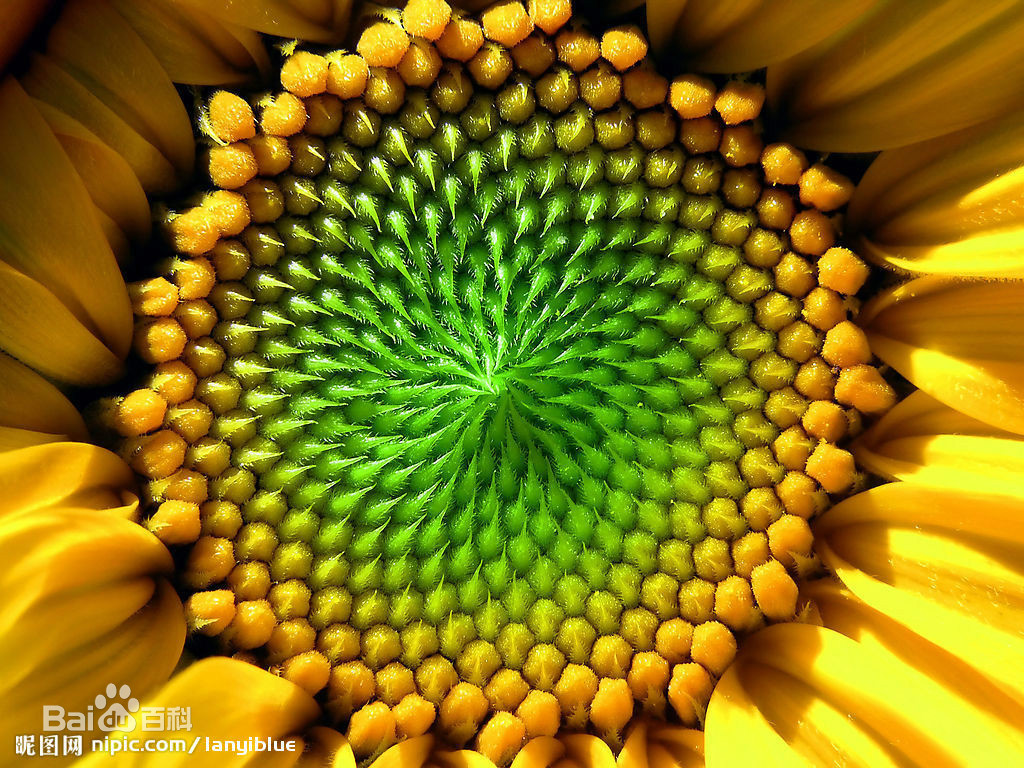 谈谈斐波纳契数列