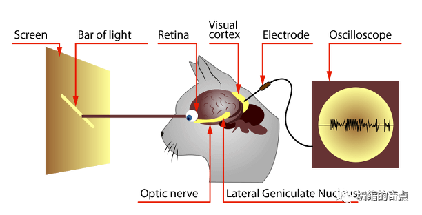 卷积在生活应用_用卷积解释一种生活现象_卷积应用