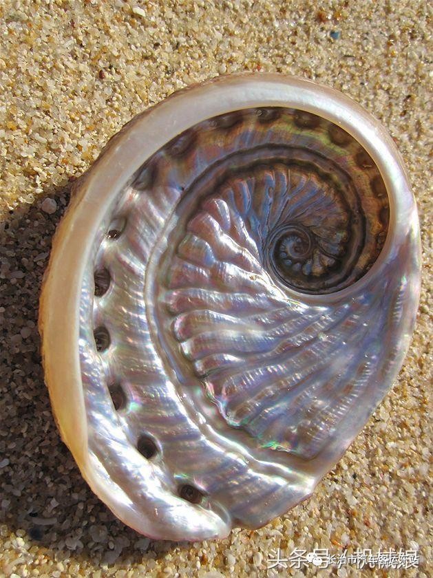 斐波那契数列应用题_斐波那契数列生活中的例子_斐波那契数列生活应用