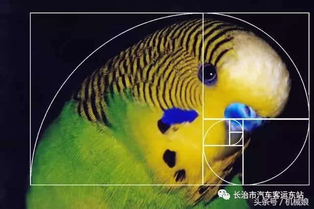 斐波那契数列生活应用_斐波那契数列应用题_斐波那契数列生活中的例子