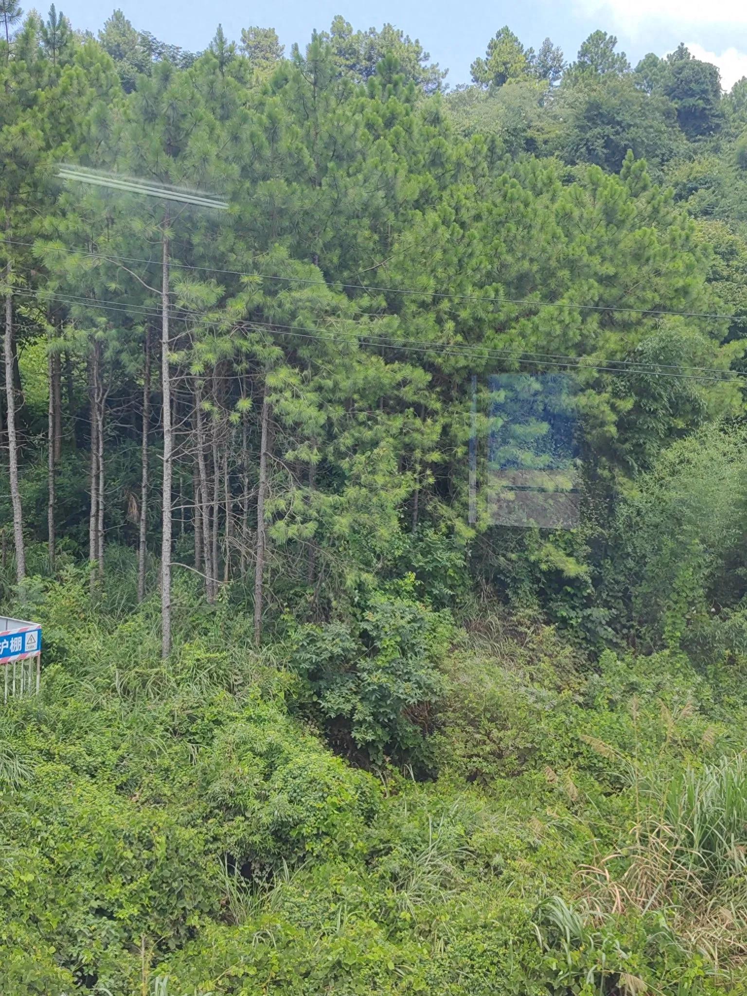 不同品种松树（如油松、马尾松、红松）在种植管理上有哪些差异？