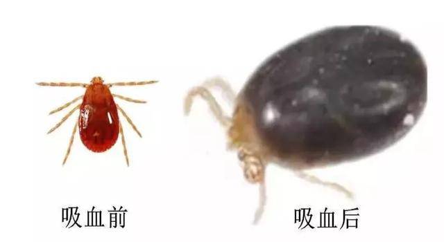 清明踏青防蜱虫叮咬_蜱虫叮咬的危害与预防_脾虫咬后的伤口图