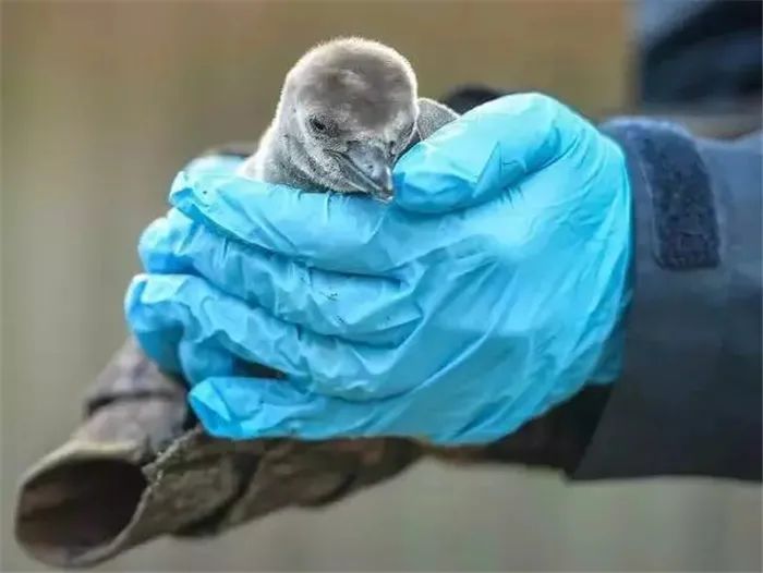 锥体上滚日常生活应用_锥体上滚的实际应用_锥体上滚生活应用