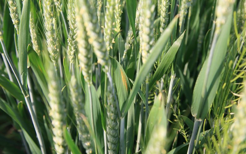 虫口夺粮 18亿亩农田上的持久战