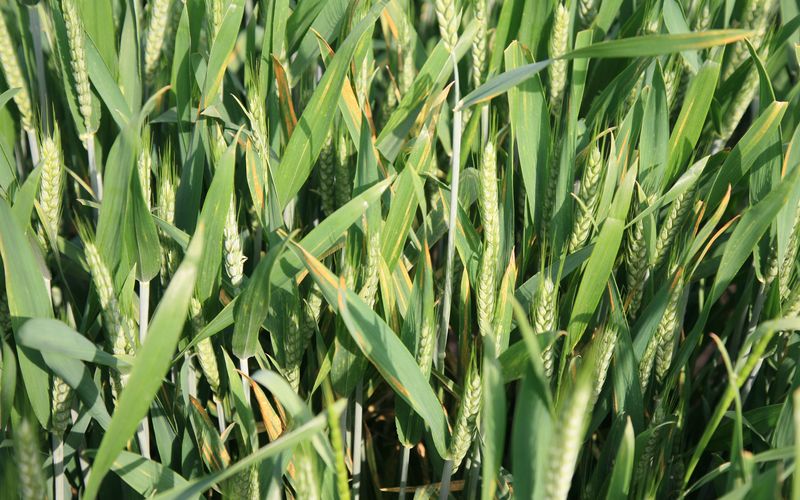 草地贪夜蛾监测预警体系_中国植保病虫草害图谱_小麦条锈病防治技术