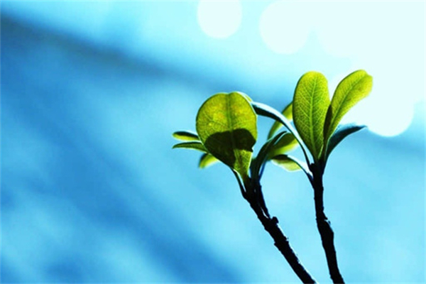 比的应用题解题技巧-数学比的应用题巧解方法