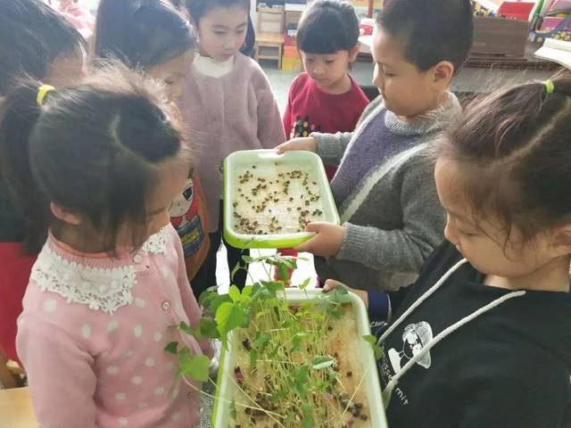 豆宝宝的旅行教案ppt_豆宝宝旅行记绘本视频_豆宝宝的旅行