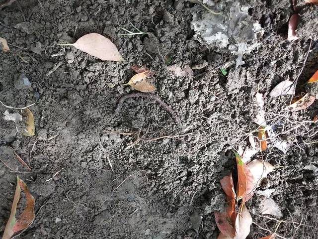 豆宝宝的旅行_豆宝宝的旅行教案ppt_豆宝宝旅行记绘本视频