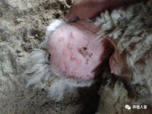 治疗羊痘病的特效药_治疗羊痘的药_羊痘病的治疗