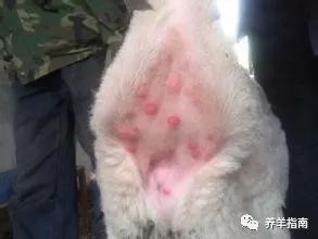 最实用户的羊痘防治办法，养羊人快收藏了！