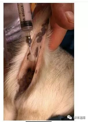 羊痘病的治疗_羊痘病用什么药最好_治疗羊痘的药