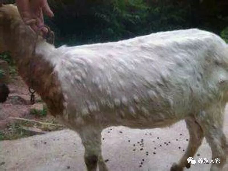 羊痘治疗方案_羊痘病用什么药最好_羊痘病的治疗