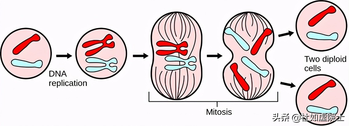 遗传算法应用生活实例_ 达尔文物种起源进化论 _