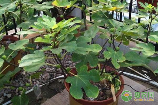 无花果树怎么养才能长得好？-图片版权归惠农网所有