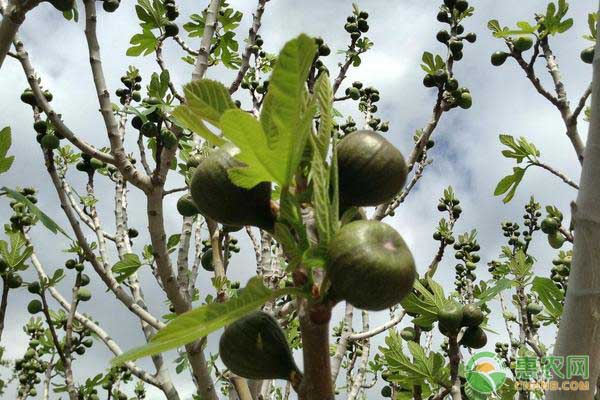 无花果树怎么养才能长得好？-图片版权归惠农网所有